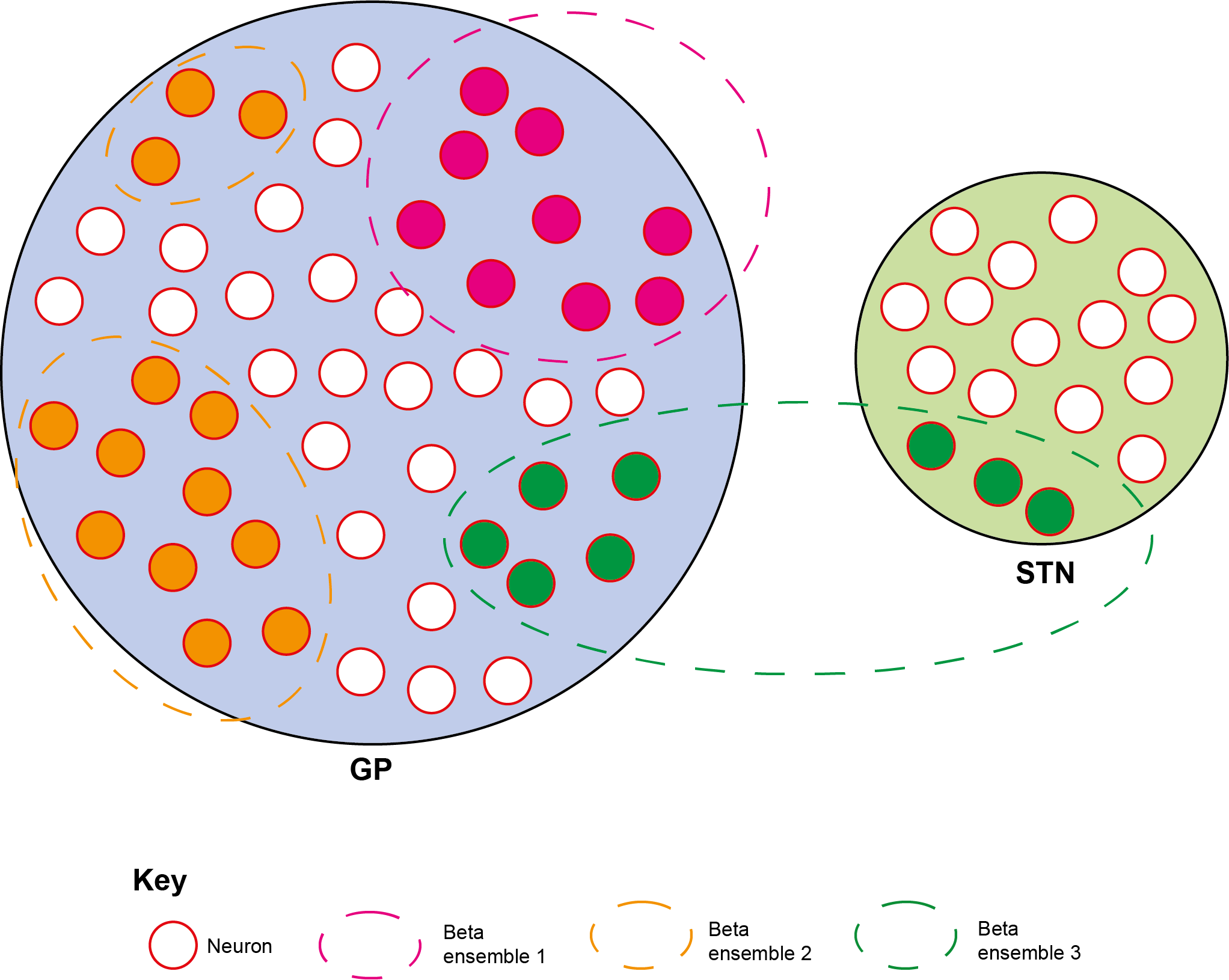 A schematic representation of neurons in the globus pallidus and subthalamic nucleus are bound into multiple beta ensembles.